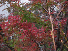 雨のミッドタウン紅葉散歩と夜のヒルズはX'mas気分  TOKYO - Roppongi