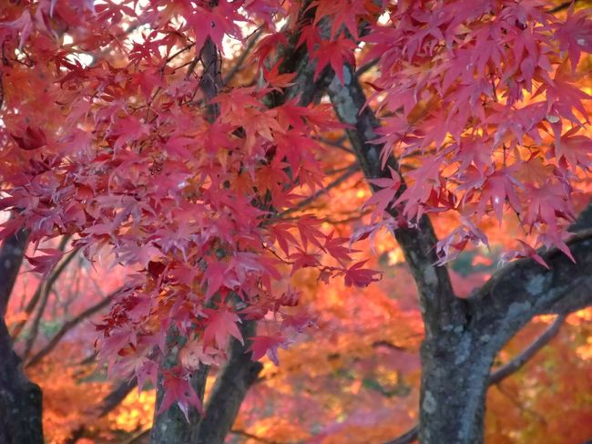 初めて高尾山の紅葉を見てきました。