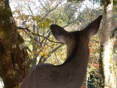 2008秋～宮島