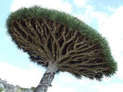 不思議な木の島　ソコトラ