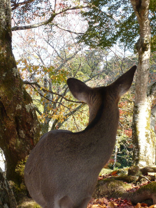 今年の紅葉はあまり良くないなぁ・・<br />でもでも、やっぱり宮島には美しい所がありました(*^^)<br />とんでもなく観光客の多い中、裏道を歩き・・・<br />癒された時間を過ごしました。