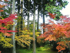 ２００８京都紅葉巡り　６　【 三千院 】　