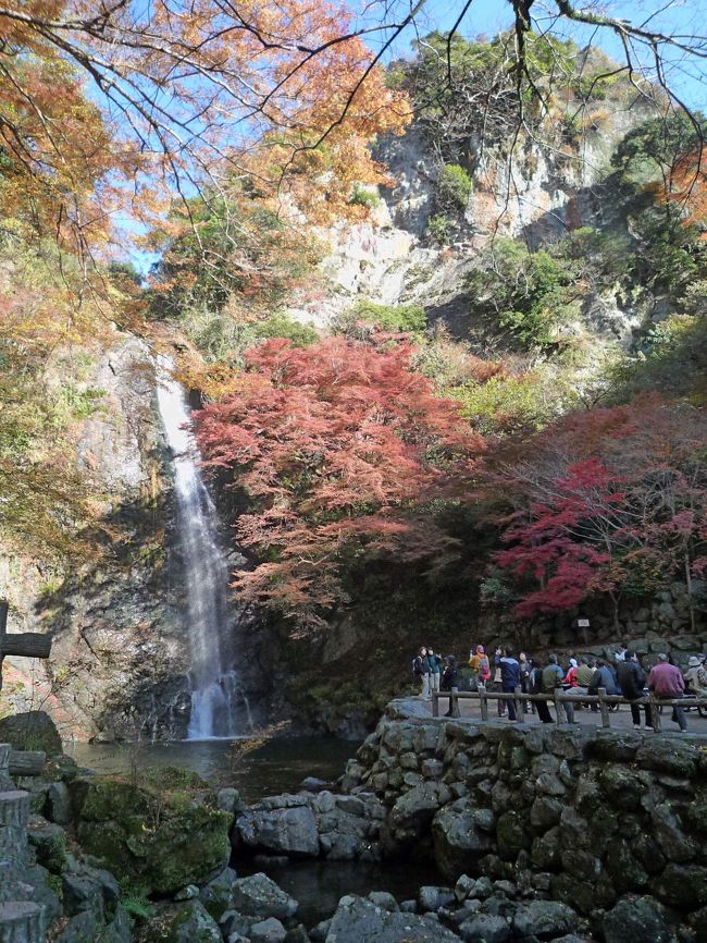 この秋２回目となる紅葉ハイクは、箕面公園と勝尾寺に行ってきました。<br />阪急電鉄箕面駅から3km弱渓流沿いの遊歩道を歩くと、大阪府で唯一の「日本の滝百選」箕面滝にたどり着きます。<br />そこから府道に出て約3.5km上って行くと、紅葉の名所「勝尾寺」があります。<br />双方とも紅葉が見ごろとなっていて、たくさんの人出でにぎわっていました。