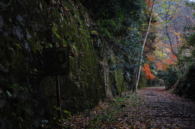 今年初夏に初めて武田尾生瀬間の旧福知山線の廃線ウォークをした。その魅力的な雰囲気にはまってしまい秋に二度目の訪問。そして今回は三度目。紅葉の武庫川渓谷を訪問した。<br />雨上がり、晴天、そして紅葉と季節毎に違う魅力を見せてくれる旧福知山線武庫川渓谷を楽しむことが出来た。<br />これからはもっと頻度をあげて来て見ようと思った。<br />前半は武庫川第2橋梁までの区間を記します。<br />ここから生瀬までは後半に記します。<br /><br />これまでの旧福知山線旅行記<br />http://4travel.jp/traveler/buucyan/album/10249896/<br />http://4travel.jp/traveler/buucyan/album/10249946/<br />http://4travel.jp/traveler/buucyan/album/10274370/<br />http://4travel.jp/traveler/buucyan/album/10291641/<br /><br />よかったらあわせてみてください。<br />季節ごとの違いが伝われば幸いです。