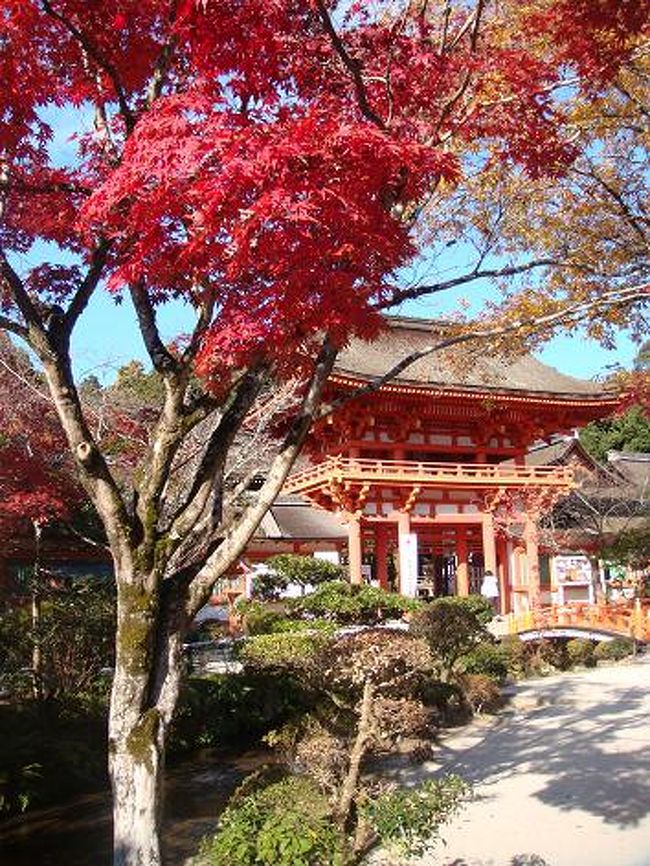桜の季節も訪れますが紅葉の季節も大好きな上賀茂神社。<br />駐車場が３０分以内は無料だったのに有料になってました！<br /><br />写真は楼門です。