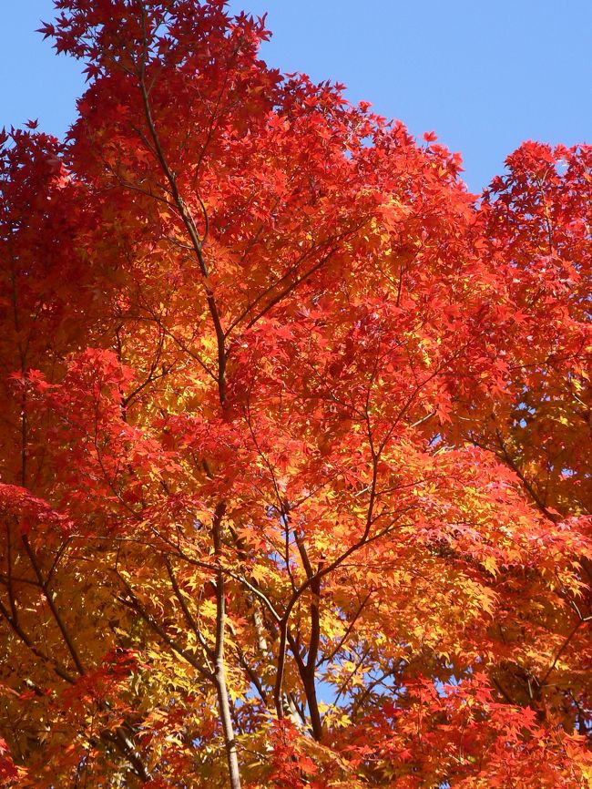 神戸市立須磨離宮公園の植物園には６００本のモミジがあり、今まさに見頃。見事な紅葉のトンネルが晩秋を彩っていました。特に「華麗なる一族」の舞台となった旧岡崎財閥の和室周辺のモミジは見事で、急に冷え込んだ時期があったためか今年の紅葉は色も鮮やか。<br />瀬戸内の海が見える温暖な場所での紅葉の名所は少なく、京都などの紅葉の名所ほど混雑もないため、手近に楽しめる穴場。<br />また本園では王侯貴族のバラや皇帝ダリヤとジャンボひまわり「ガリバー」の背比べなども楽しめ、抜けるような青空のポカポカ陽気の紅葉見物となりました。<br />紅葉はもうしばらくは楽しめると思いますので、お勧めの場所です。<br /><br />