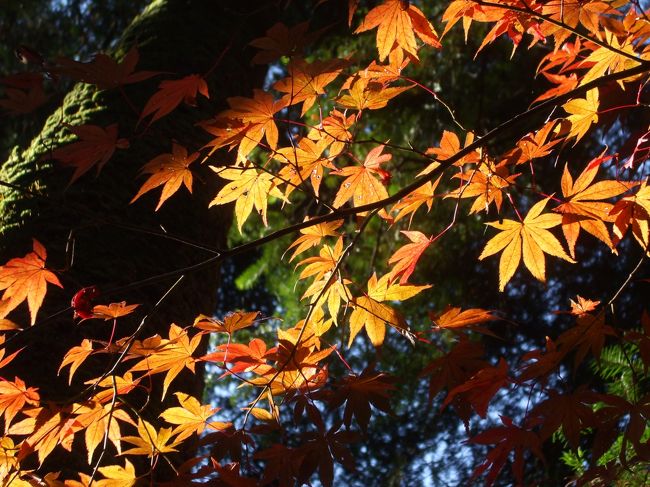 紅葉を見に京都、滋賀に行ってきました。<br />しかも地味所（＾＾；）<br />しかも雨（；；）<br />でも、綺麗な紅葉でした～！！<br />お泊まりは琵琶湖ホテルに２泊です。<br />有名観光スポットに疲れた方、是非★