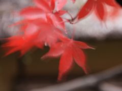 近場で楽しめる紅葉　～三溪園～