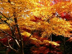 京都の紅葉◆宝筐院と鍵善良房のくずきり