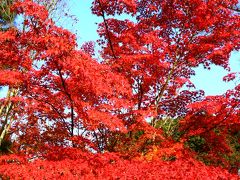 京都の紅葉◆東福寺といづうの鯖寿司