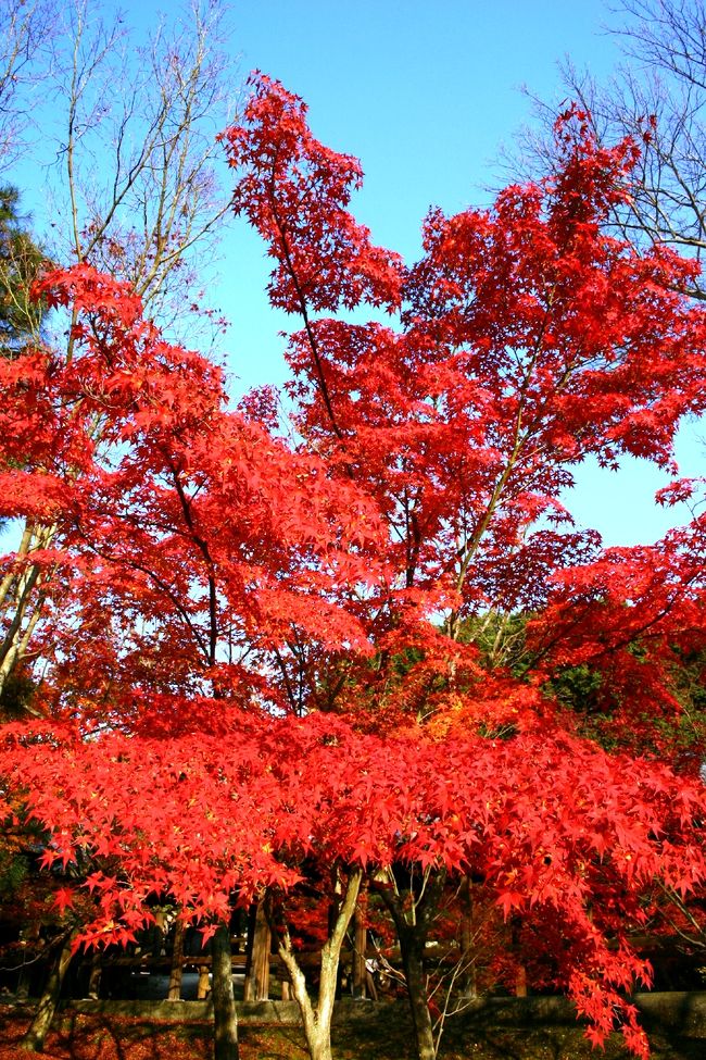 京都の紅葉が見たいけれど、週末は観光客で身動きが取れなくなるのは周知の事実。<br />平日に休みが取れたら行ってこよう。。。と思っていながらなかなか休みがとれない。<br />もう紅葉も終っちゃうよ〜って頃にやっと平日休みが取れたので行ってきました、京都の紅葉。<br /><br />第2章は、京の紅葉といえば「東福寺」といっても過言ではない紅葉で有名なお寺「東福寺」です。<br />家からバイクで10分少々で行けるのでいつでも行けるという気安さから未だ訪れた事のなかったお寺でした。<br />さすがに紅葉のお寺だけあって、平日でも人の多さは凄いものがありました。<br /><br />東福寺　　http://www.tofukuji.jp/<br />いづう　　http://r.gnavi.co.jp/izu/