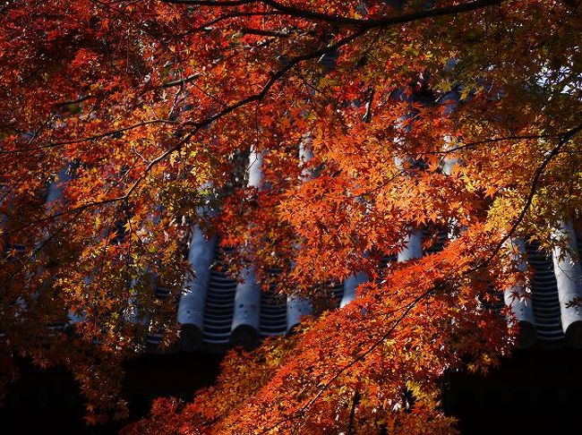 紅葉回廊 喜多院 川越 埼玉県 の旅行記 ブログ By もろずみさん フォートラベル