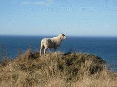 ニュージーランド・南島あちこち 9～カイコウラ→オークランド