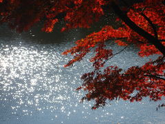 紅葉のある水際の光と色に満ちた世界