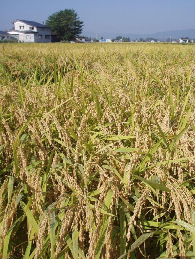 遠縁の造り酒屋が諸事情から蔵を閉めることを聞いたのは夏の盛りでした。新酒はもう仕込まないということでした。アルコール大好きの夫は「あるうちに多めに頼んでおこう」と言う程度でした。<br />そこへやはりアルコール大好きの娘夫婦。<br />「蔵を壊さないうちに、見ておきたいな」<br />「本気なの？」<br />そんなやり取りのあげく急遽決まった秋田行き。<br />「たわわに実った稲穂に出会うか、お米の収穫後の新米を食べるか」迷った末「稲穂に出会う旅」決定。<br />いとこと相談して時期は９月の連休前後。<br />と言うことで２泊３日の秋田への旅の始まり。<br />気がつけば２年前の「ルーツを訪ねる旅」とほぼ同じ時期、同じコースとなりました。<br />１泊目はリーズナブルな地域の公共の宿<br />２泊目は秘境の温泉宿「樅峰苑」<br />