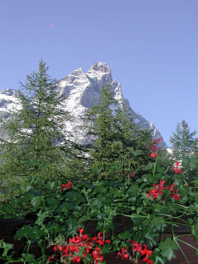 その２<br />スイスで見た花の写真をまとめはじめました。<br />名前が間違っているのがあったら教えてください。<br />一部フランスやイタリア、オーストリー、ドイツなどの近辺も入っています 。<br />写真はBreuil-Cervinia(Italy)からのMonte Chervino (Matterhorn南面)(2003年7月) 