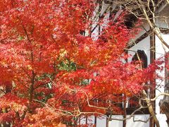 駆け込み紅葉狩り☆哲学の道～永観堂