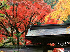 谷汲山の紅葉