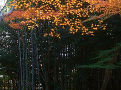 紅葉の古都　京都（洛北：大徳寺塔頭　高桐院）