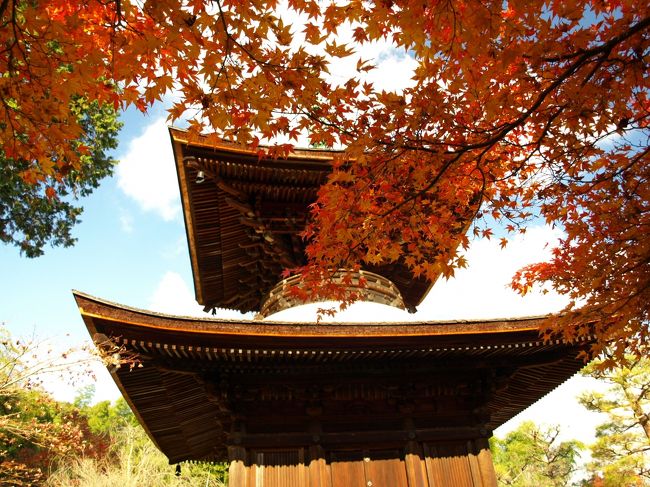 京都紅葉の旅２日目です。<br />今年も嵐山にきました。<br />大覚寺〜清涼寺〜二尊院〜常寂光寺〜トロッコ嵐山〜亀岡〜<br />保津川下り　夜はライトアップに行ってきました。