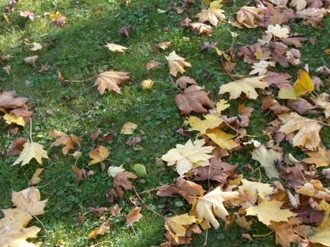 紅葉まっさかりの秋の中欧。ウィーン編です。ついにクリムトにご対面♪