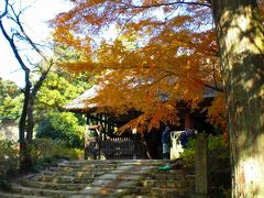 紅葉の阿弥陀寺！?