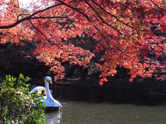 息子のおでかけ要望を汲みとった結果、<br />今日は吉祥寺にある井の頭恩賜公園へ出かけてきました。<br /><br />お天気もよく紅葉もちょうどよいぐらいでしたが、<br />よくニュースに出る桜の頃のような混雑はなく、<br />のんびりと散策を楽しむことができました。