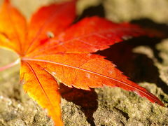 鎌倉の隠れた紅葉の名所”獅子舞”と紅葉ケ谷をハイキング