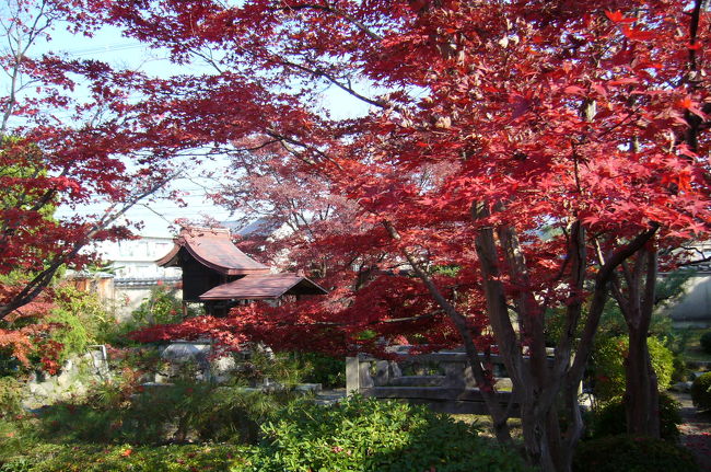 京都の名庭園といわれる１００寺院の写真集です。<br />「京都名庭100選」の一覧リストはコチラをご覧下さい。<br />　→http://shokyoto-kyoto.seesaa.net/<br /><br />「瑠璃光院」の豪華な紅葉に圧倒された後に、ゆっくりと秋から冬への移り変わりを味わえるような場所を探し、<br />西賀茂に移動して、これを紅葉の見納めとしました。<br />「神光院」(じんこういん)は、西賀茂の弘法さんとして親しまれており、東寺、仁和寺とともに「京都三弘法」の一つとなる<br />「弘法大師ゆかりの寺院」です。<br />鎌倉時代のお寺ですが、幕末の歌人で、画家の富岡鉄斎を引き取り育成したことで知られる「蓮月尼」が晩年を過ごした庵があります。<br />花の寺として有名で、カエデと桜の紅葉が真っ赤な参道を進んで山門をくぐると、<br />本堂の手前に池があり、紅葉が水面に浮かぶ池のほとりには、樹齢200年の八重のサザンカが真っ白な花を開き、赤と白のコントラストが素敵です。<br />観光ルートからは外れていて、自由に境内を拝観できるので、ゆったりとした気分で、<br />晩秋から初冬へのうつろいを感じるのにピッタリの場所です。<br /><br />堀川通り沿いにある「宝鏡寺」（ほうきょうじ）も、終わりかけの境内の紅葉を、自由に拝観できます。<br />「宝鏡寺」は、室町時代の尼寺で、直衣雛（のうしびな）や、皇女和宮の遺愛の品など<br />天皇から賜った多くの人形を所蔵し、「人形の寺」として有名です。<br />現在もこれらの人形を所蔵していて、春と秋に特別公開されています。<br />秋には人形供養祭が営まれますが、橘と紅葉に囲まれた「人形塚」は、秋を惜しむ哀しさを醸し出しているようです。<br />　　　人形よ　誰がつくりしか<br />　　誰に愛されしか　知らねども<br />　　　　　愛された事実こそ<br />　　　　　汝が成仏の誠なれ<br />　　　　　　　　　　　　　　武者小路実篤　<br />