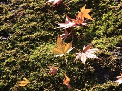 竹林なしのちょっとだけ報国寺の紅葉