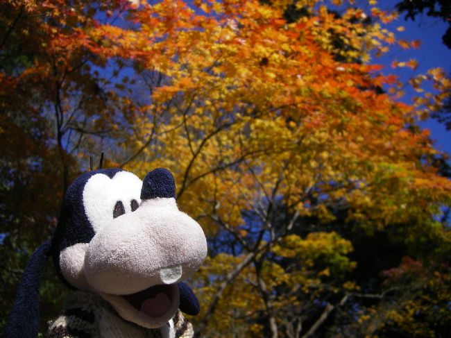 グーちゃんだよ。<br />今回の合宿、伊東温泉だけど直行はせず<br />紅葉がピークの鎌倉にまず寄ることにしたの！<br />お風呂に入ってから行こっと！