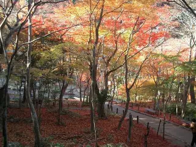 有馬温泉の市街からループバスに乗り、少し登ると瑞宝寺公園。紅葉で有名なところです。散りかけた紅葉を楽しみました。