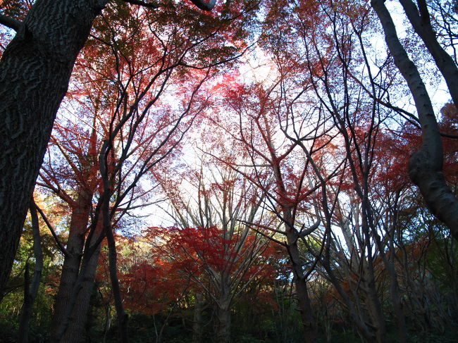 鎌倉の旅と言っても、都内からなので、<br />40分で行けてしまうんですけどね。<br /><br /><br />鎌倉は、天園ハイキングコースと源氏山ハイキングコースを歩いてみました。<br /><br />二つ共に低い山ですが、なかなか景色が良く、<br />良いハイキングコースです。<br /><br />今年は、9月後半から紅葉の追っかけをして、<br />たぶん今回が紅葉の旅の最後です。<br /><br />