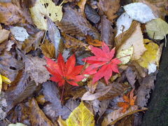 紅葉リベンジのリベンジ　その１(大分県編)