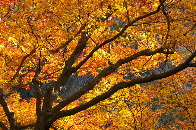 先週まだ少し早めだった紅葉ケ谷付近の紅葉。関東でも一番遅い今年最後の紅葉を見に鎌倉宮・瑞泉寺を再訪しました。1週間でこれほど違うのか・・と思うほど素晴らしい紅葉画迎えてくれました。