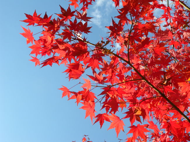 　ジロさんとの楽しい逢瀬(笑)はあったものの、たいせつな目的・<br />紅葉は福岡県でも堪能できなかった。最後の望み、ＳＡＧＡへ。<br />ついでにうしも。うしがメインになりかねないけど(大笑)。