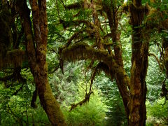 Olympic National Park?