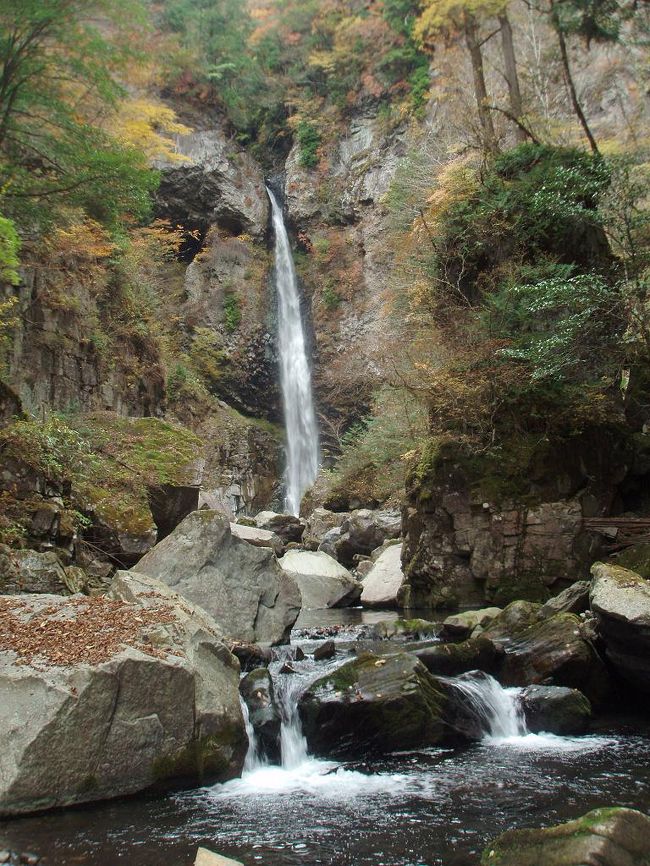 ７月に第１回滝コミュオフ会で奈良県の不動七重の滝に行ったあと、ＪＯＥＣＯＯＬさんから第２回として根尾の滝のお誘いを受けました。私としては異論があろうはずもなく、日程まで私の都合に合わせていただきました。<br /><br />根尾の滝のある旧小坂町は滝の数はなんと２００を超え、日本一滝の多い町として観光客誘致を進めており、ＮＰＯ法人まで立ち上げいくつかの滝めぐりコースを設定しているという、私のような滝メグラーにとっては何度でも行かなければならない町です。前日宿泊した温泉宿には、「小坂町の滝」というタイトルの立派な写真集がおいてあり、当然のごとく見ましたが、５０ｍ級の無名滝がゴロゴロあるようです。根尾の滝はその中でも盟主と言うべき存在で、日本の滝百選に選ばれています。<br /><br />根尾の滝滝見難易度：５<br /><br />参考　滝見難易度０：道路から見える、１：片道徒歩５分以内、２：片道徒歩１５分以内、３：片道徒歩３０分以内、４：片道徒歩１時間以内、５：片道徒歩２時間以内、６：片道徒歩２時間以上もしくは２時間以内でも特別な装備が必要な場合など。私の旅行記ではほとんど出現することはないと思われる。<br /><br />注意　滝見難易度はあくまで私の主観によるものであり、また季節や天候により難易度が上がる場合もあります。私の旅行記を参考にされて、「違うかったやんけ」とおっしゃられても責任は負えませんのでご了承ください。また、難易度が高い場合はできる限り単独行は避けるようお願いします。