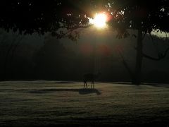 師走　奈良　京都行ー７　飛火野　夜明け