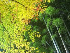 紅葉の古都　京都（北嵯峨：化野念仏寺）