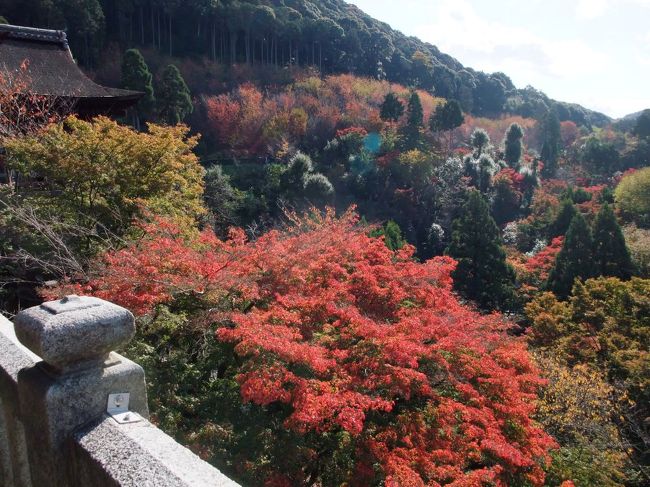 1日休みがとれたので、一人で京都をブラブラ。<br />紅葉を見てきました。