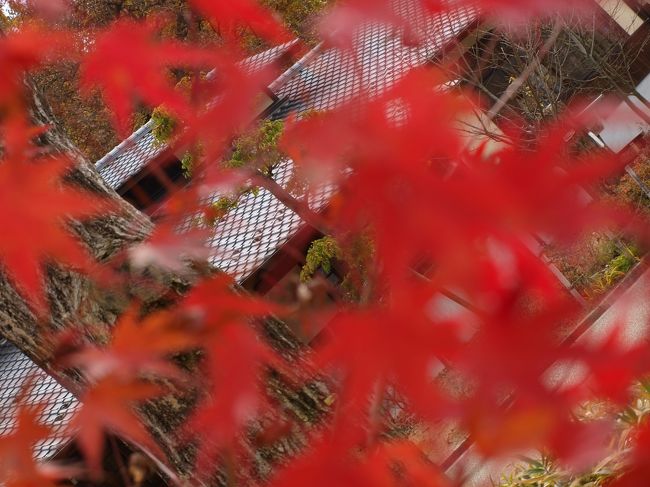 秋の日本昭和村に行ってきました。<br />冬の期間は入場料が半額の４００円に。<br />これはお安いですね〜。