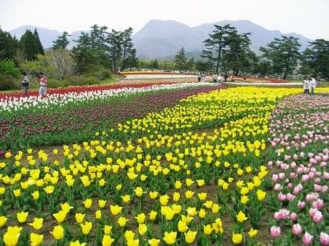 Gw ぐるっと九州3県の旅 3 くじゅう花公園 久住高原 大分県 の旅行記 ブログ By ゆっこさん フォートラベル Gw ぐるっと九州3県の旅 3 くじゅう花公園 久住高原 大分県 の旅行記 ブログ By ゆっこさん フォートラベル