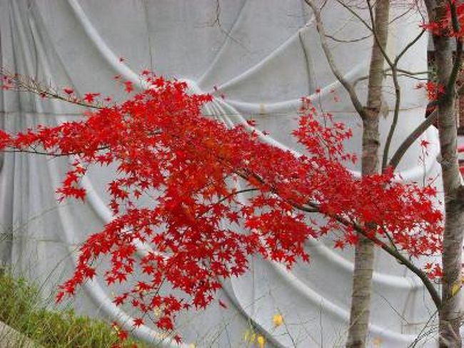 紅葉の壷阪寺。<br /><br />西国観音霊場<br /><br />伝説「壷阪霊験記」の寺<br /><br />壷阪寺ＨＰ<br />http://www.tsubosaka1300.or.jp/<br /><br />１　奈良　夜<br />２　飛火野　夜明け<br />３　奈良県庁舎屋上より<br />４　城下町　高取　（上）<br />５　城下町　高取　（下）<br />６　西国観音霊場　壷阪寺<br /><br />　　１７００１歩