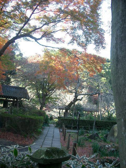 瑞泉寺はちょっと奥まったところにある静かなお寺。庭園も有名です。初冬の午後、お庭をゆっくりお散歩しました。