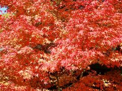 日本の旅　関西を歩く　奈良、橿原神宮周辺の紅葉