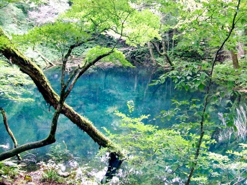 ♪夏休み青森旅行-その3～白神山地（十二湖 青池）』白神山地(青森県)の旅行記・ブログ by りえっち。さん【フォートラベル】