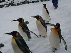 '08北海道　旭山動物園