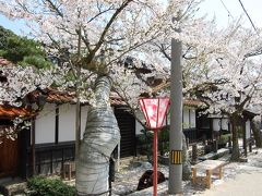 新庄村の「がいせん桜」を訪ねた。