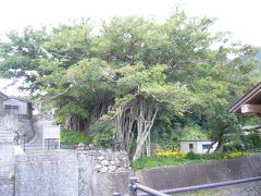 屋久島の旅その６・・・中間ガジュマルと大川の滝